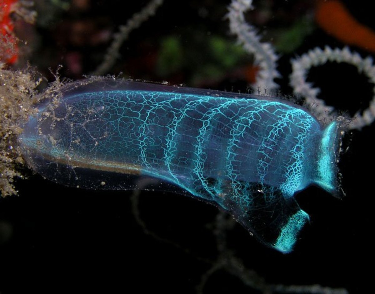 Рыба удильщик самка