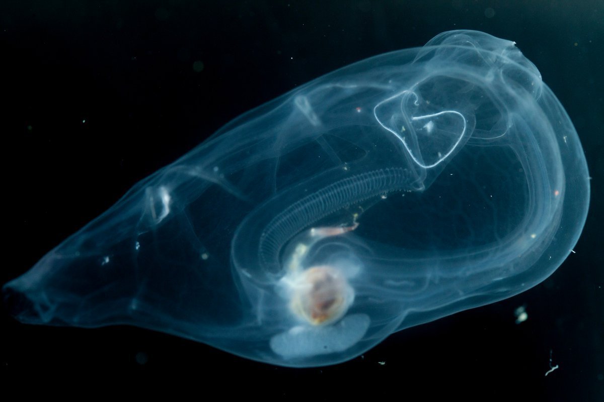 Мнемиопсис медуза