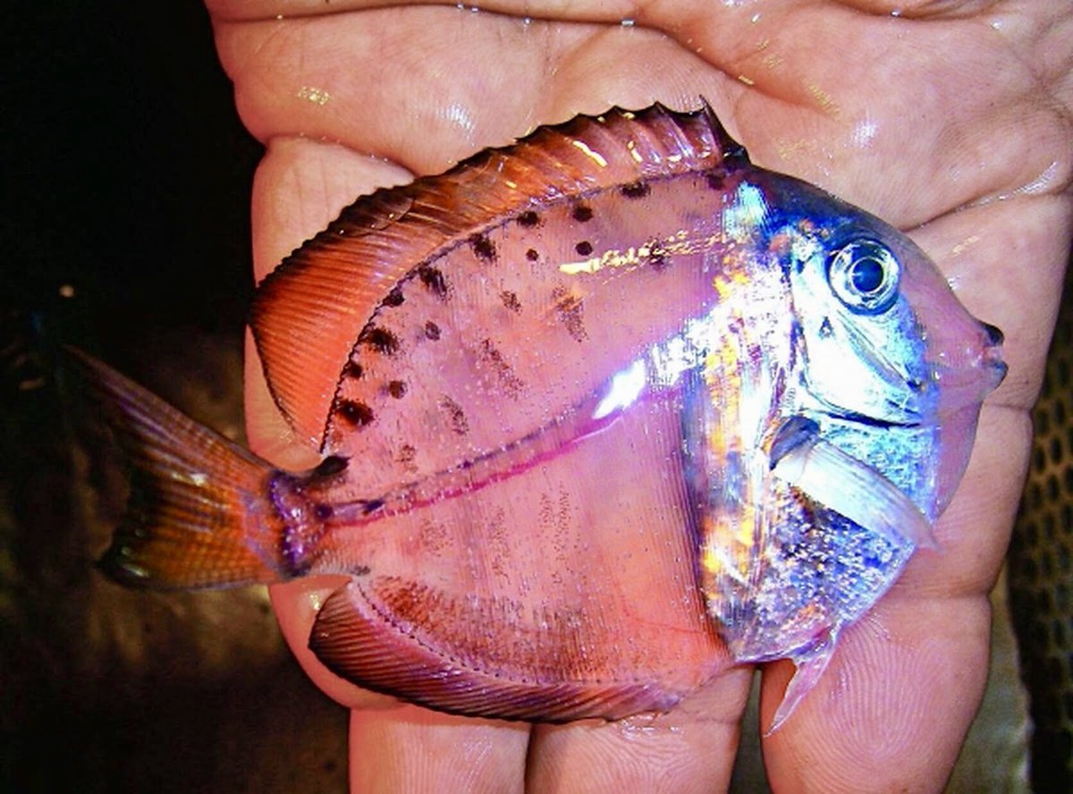 Сальпы боченочники