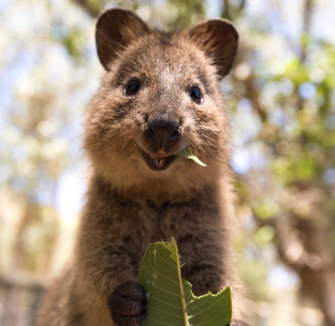 Квокка сумчатый зверь