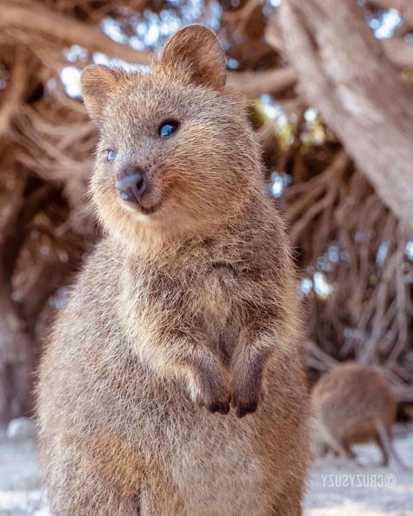 Карликовый кенгуру Квокка