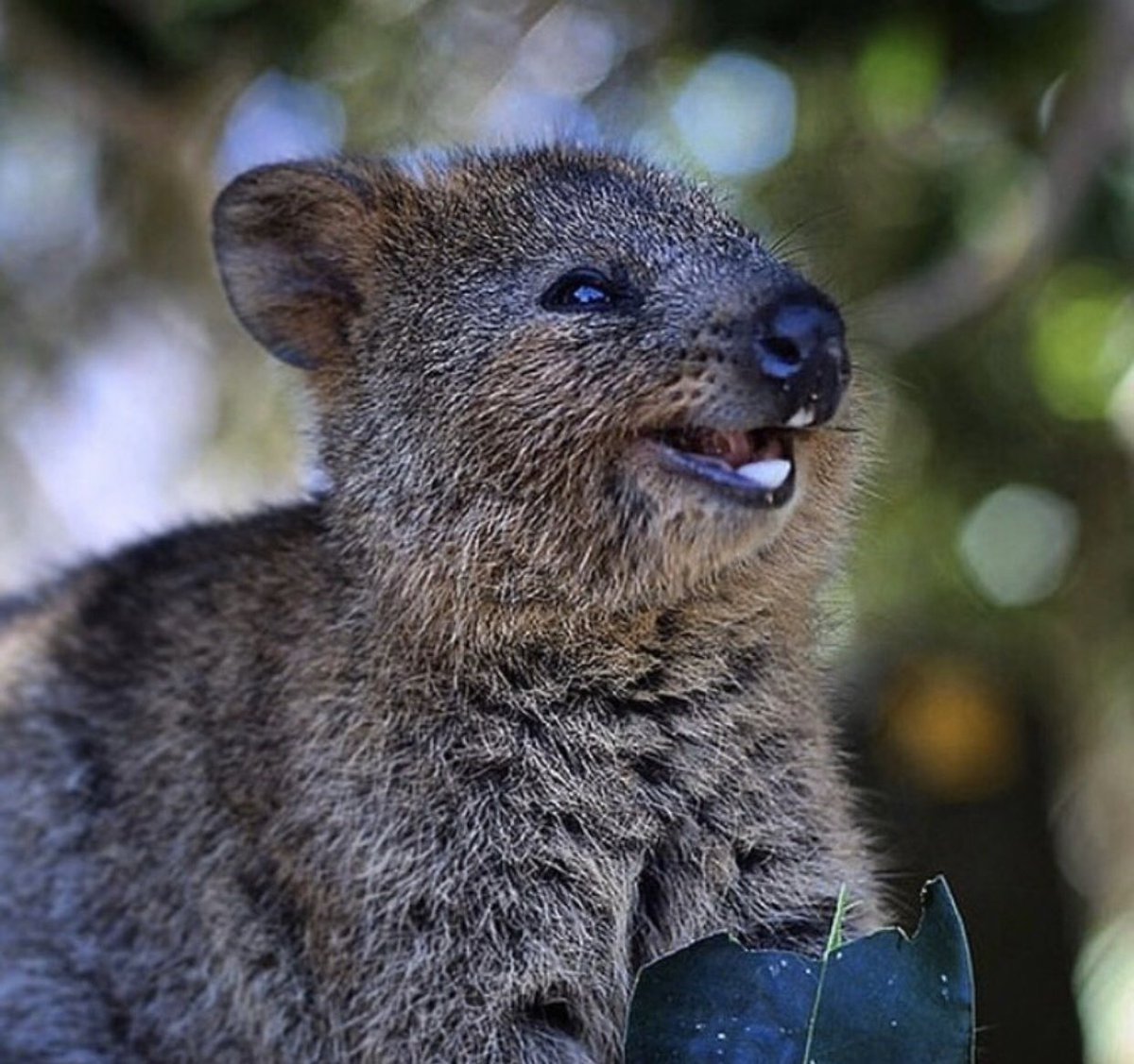 Квокка сумчатый зверь