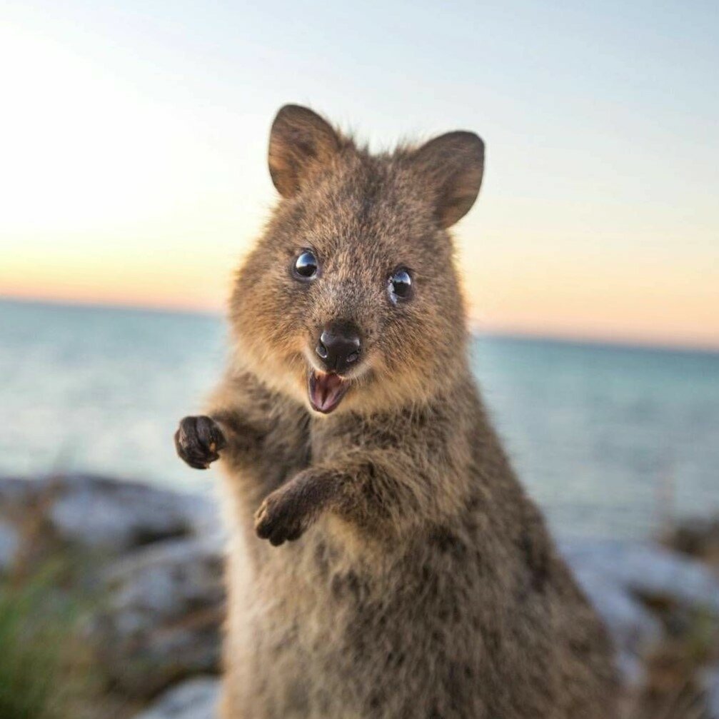 Улыбающийся кенгуру Квокка