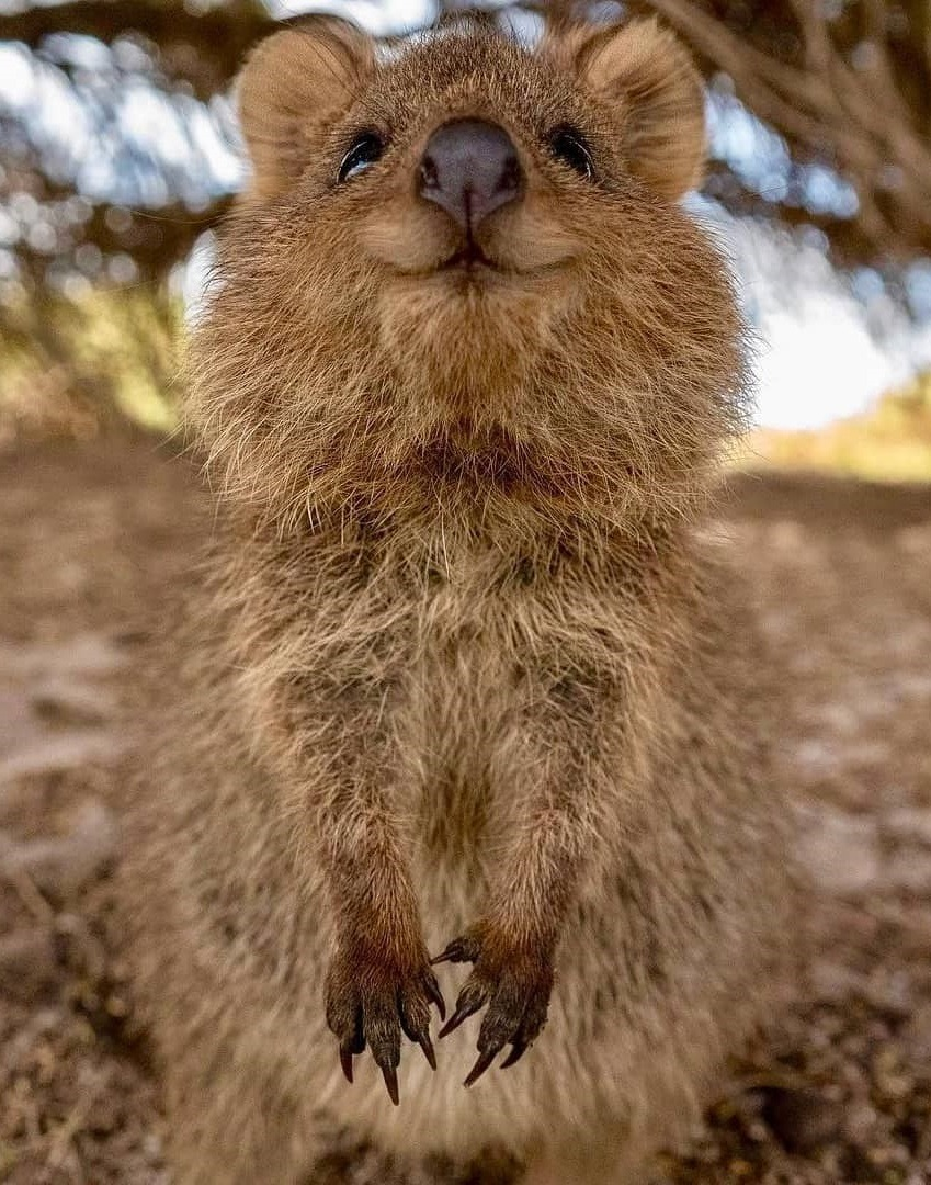 Карликовый кенгуру Квокка