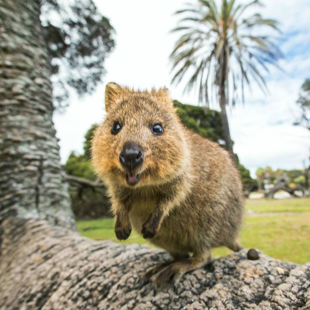 Кенгуру Квокка