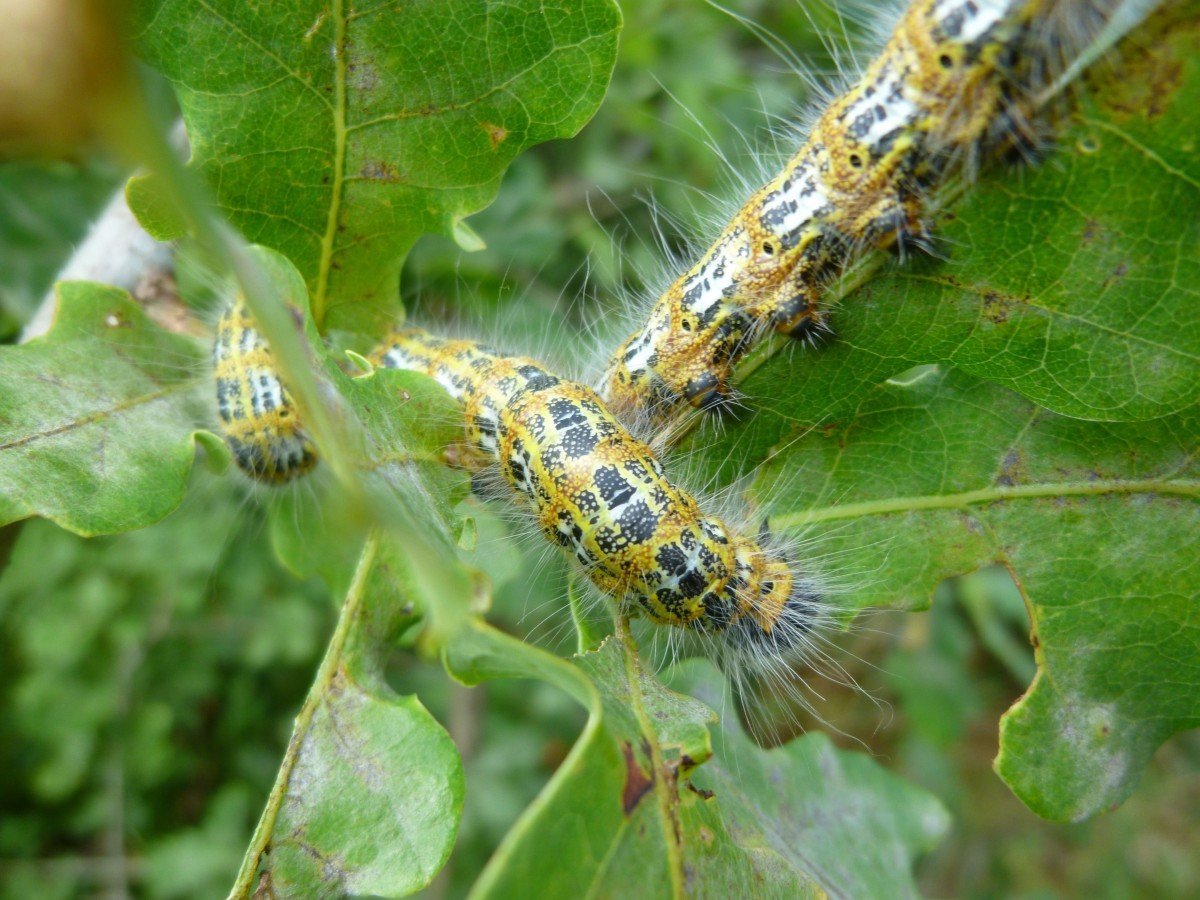 Phalera Bucephala гусеница