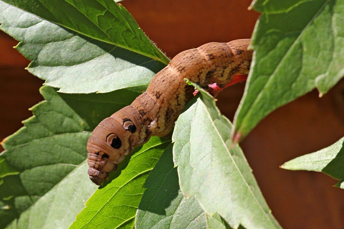 Винный Бражник гусеница