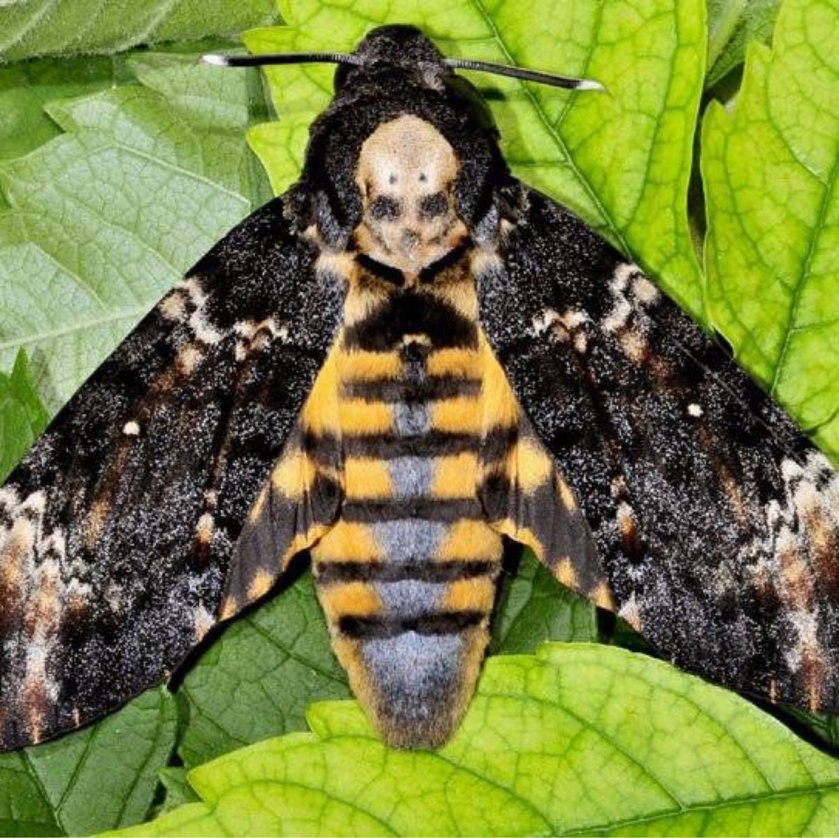 Бражник мёртвая голова гусеница