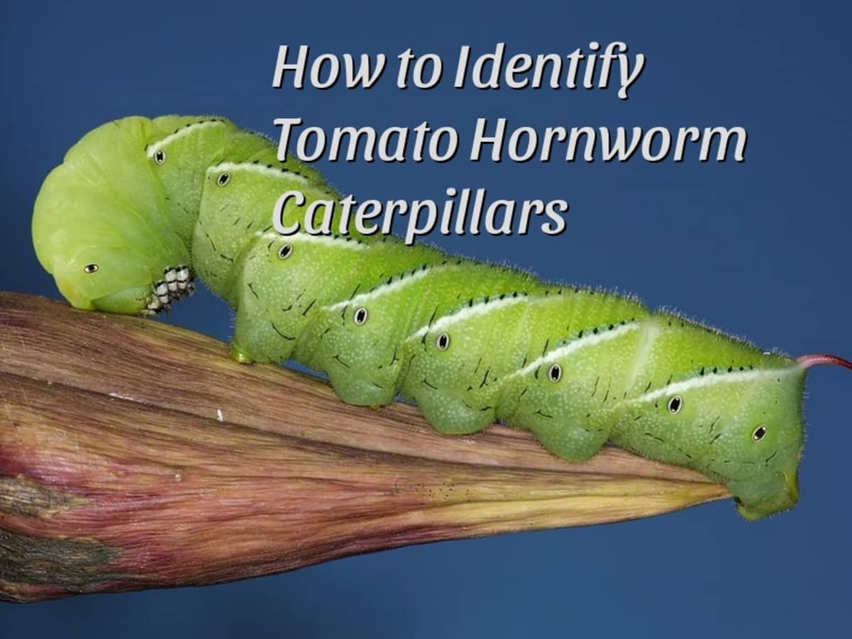 Hornworm Caterpillar