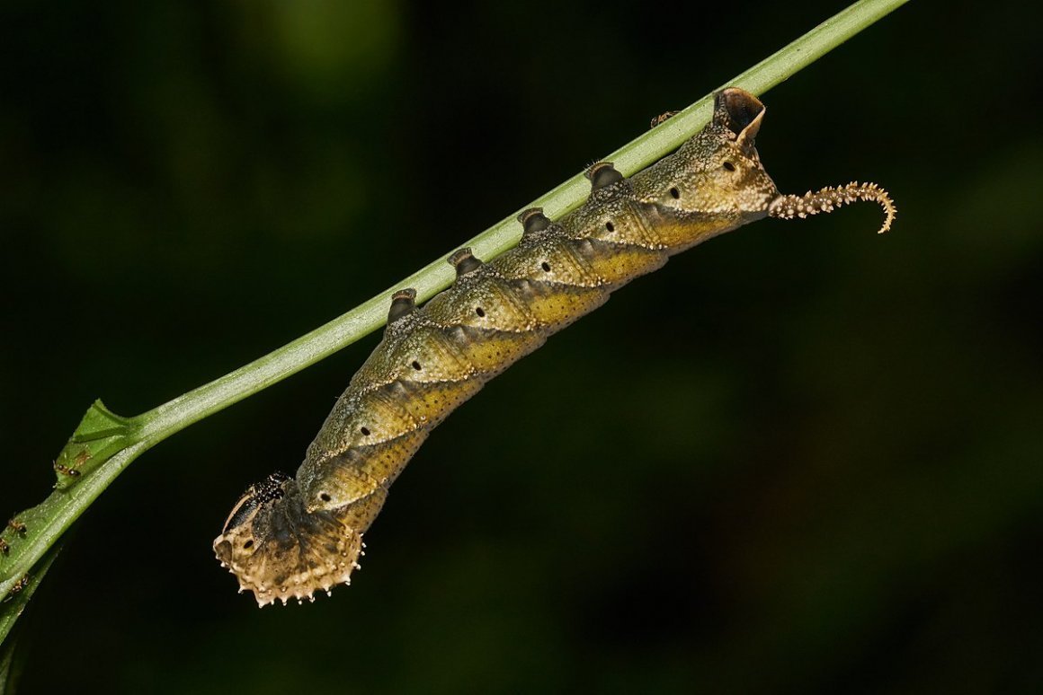 Acherontia Atropos гусеница