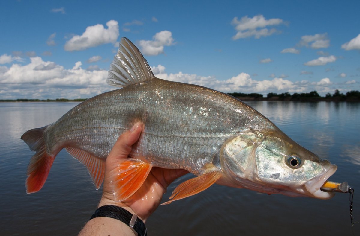 Амурский плоскоголовый жерех
