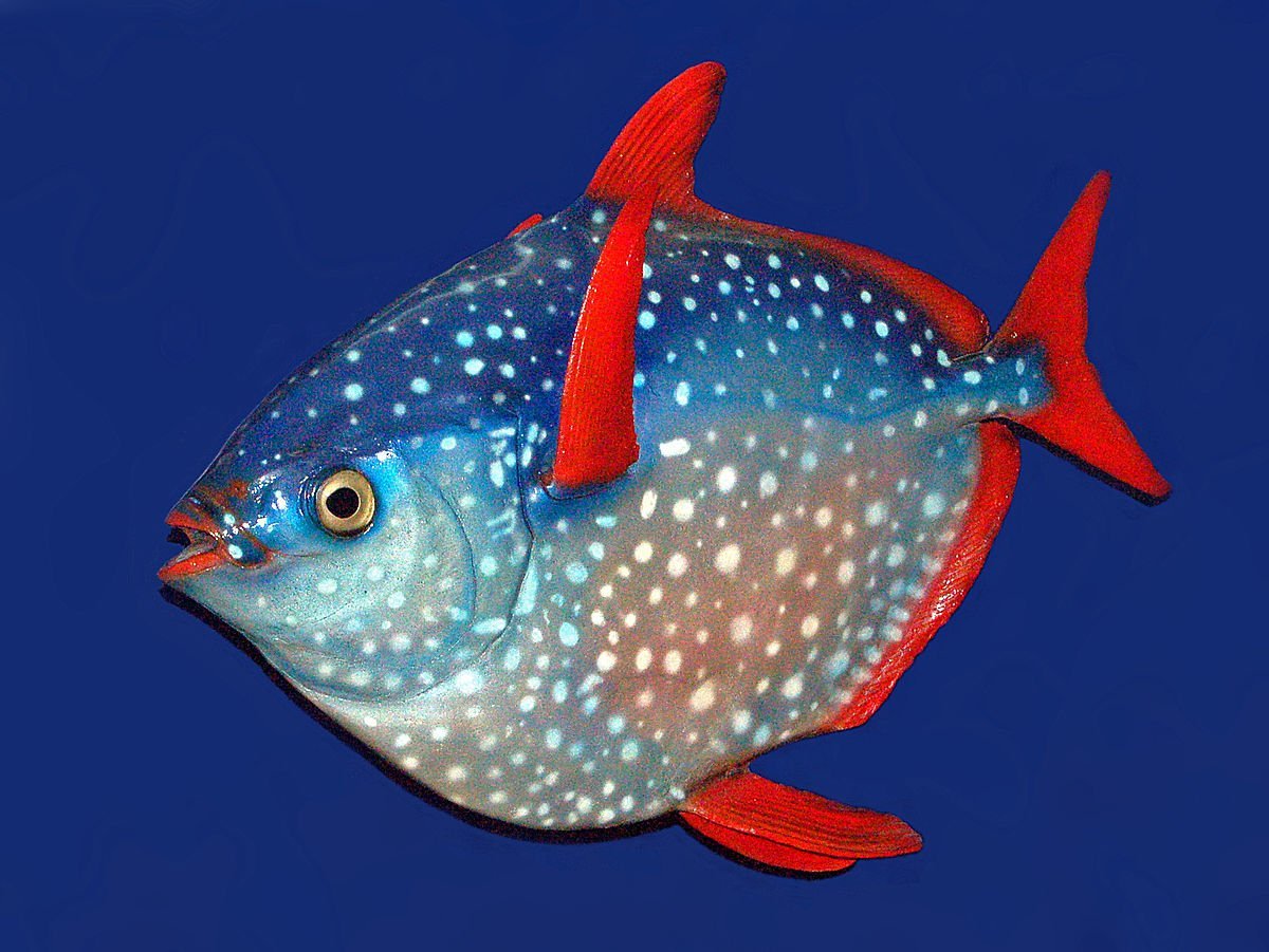 Рыба красноперый опах