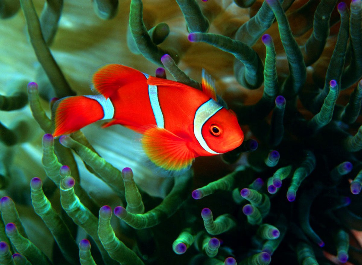 Анемоновая рыбка клоун