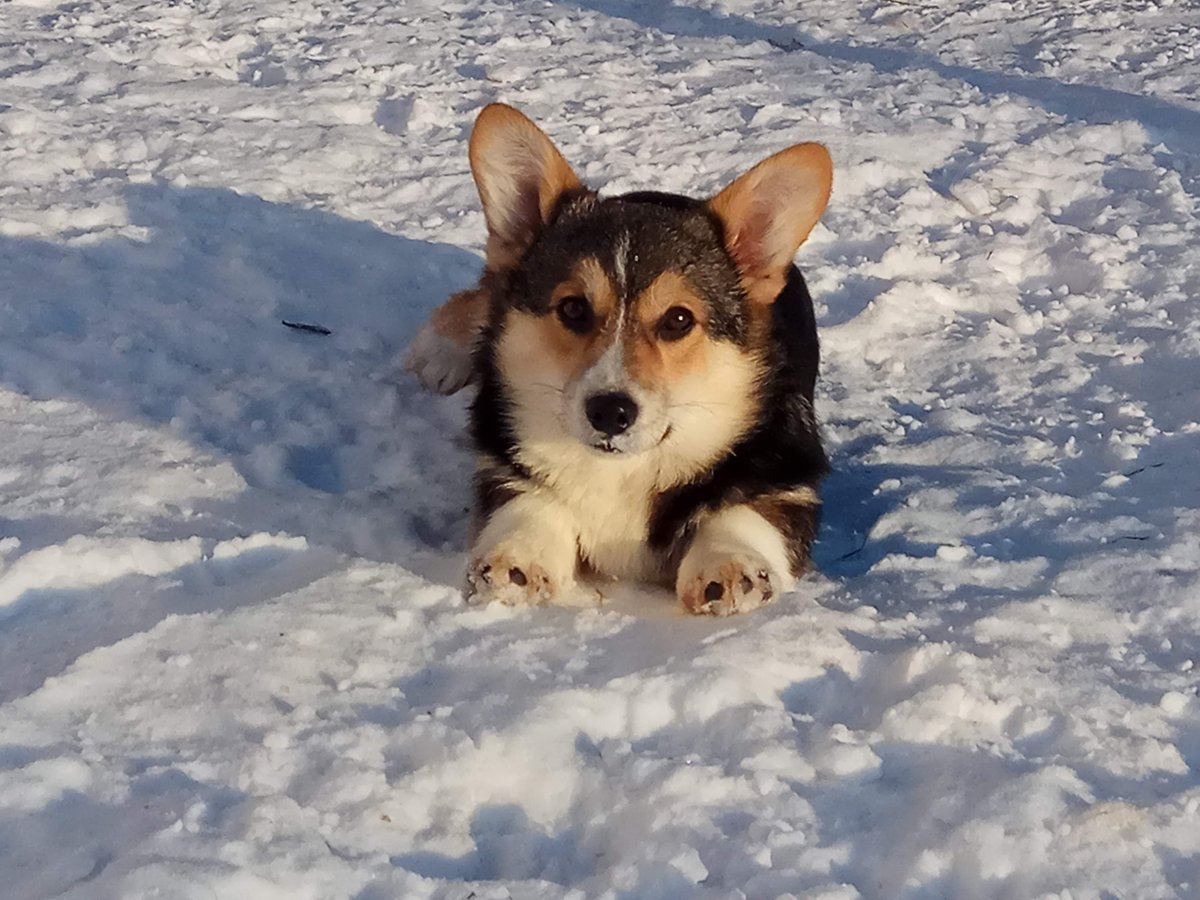 Метис вельш корги