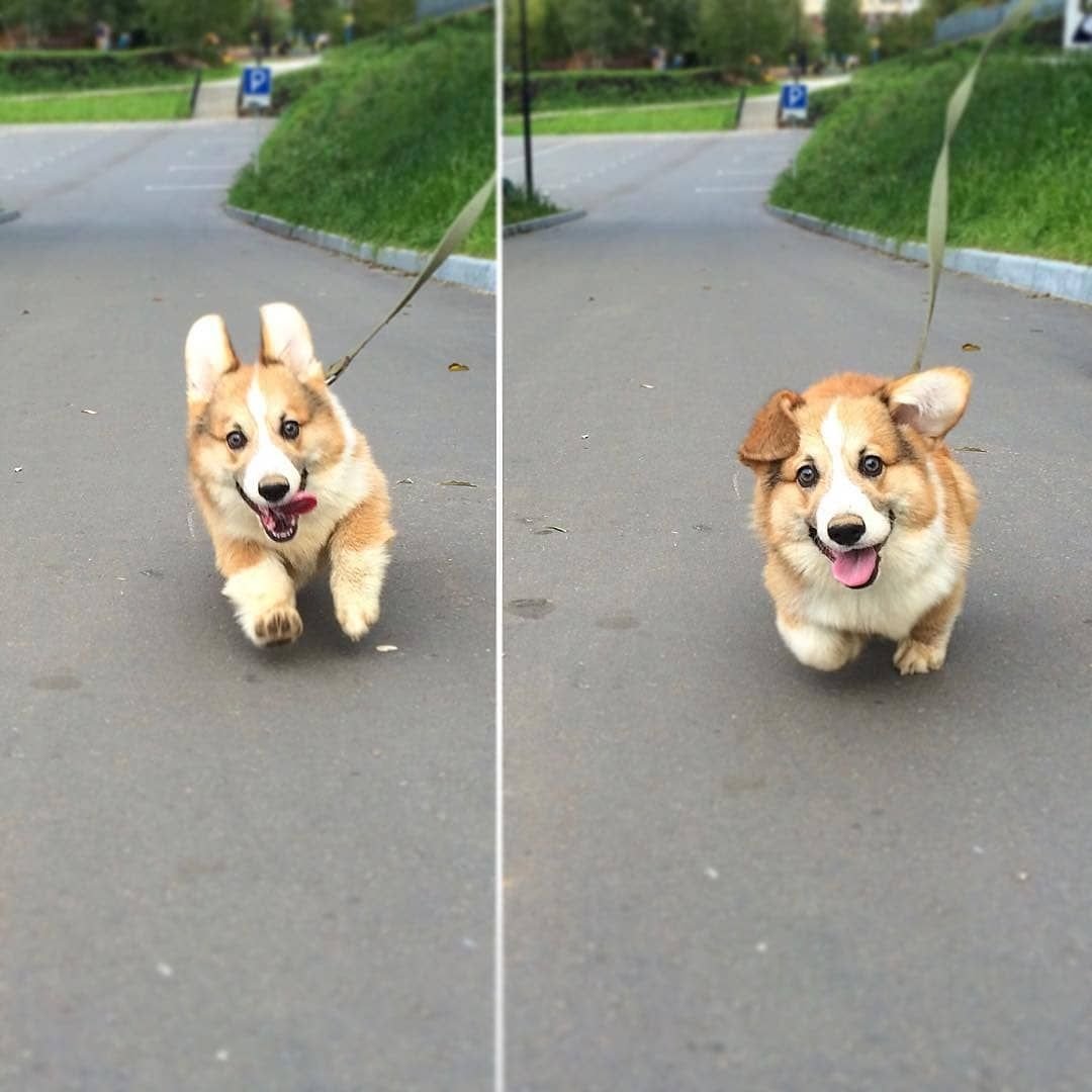 Корги в метро