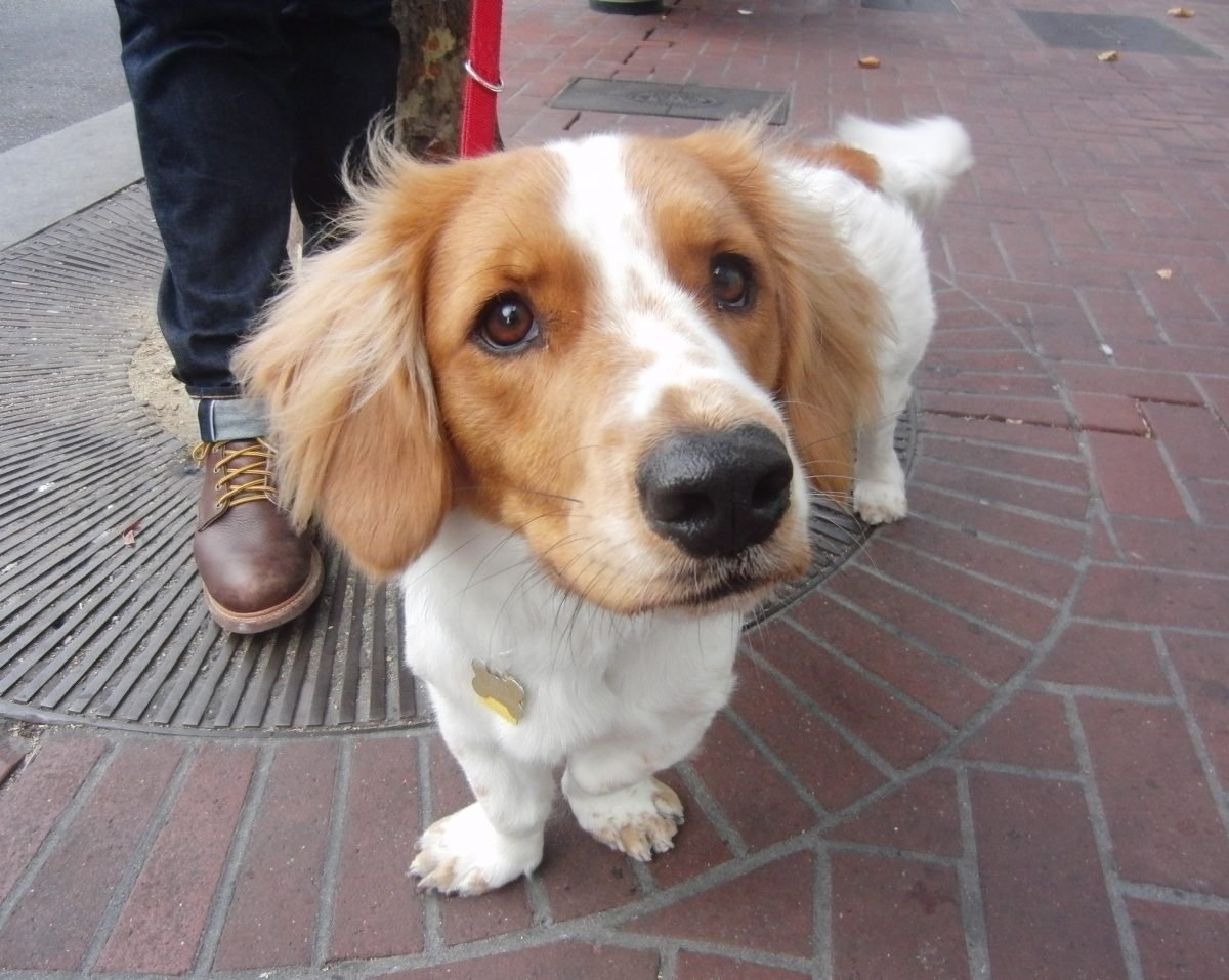 Бигль спаниель метис