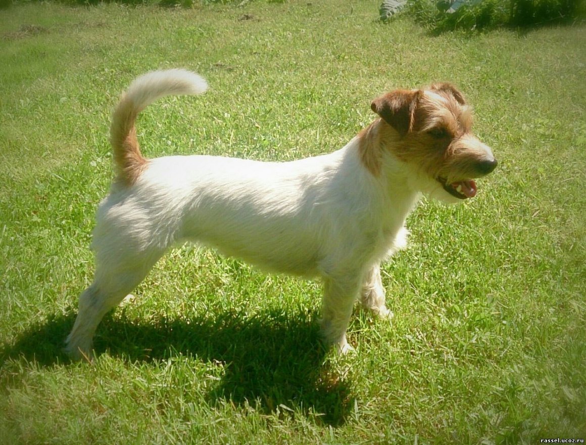 Джек Рассел Брокен