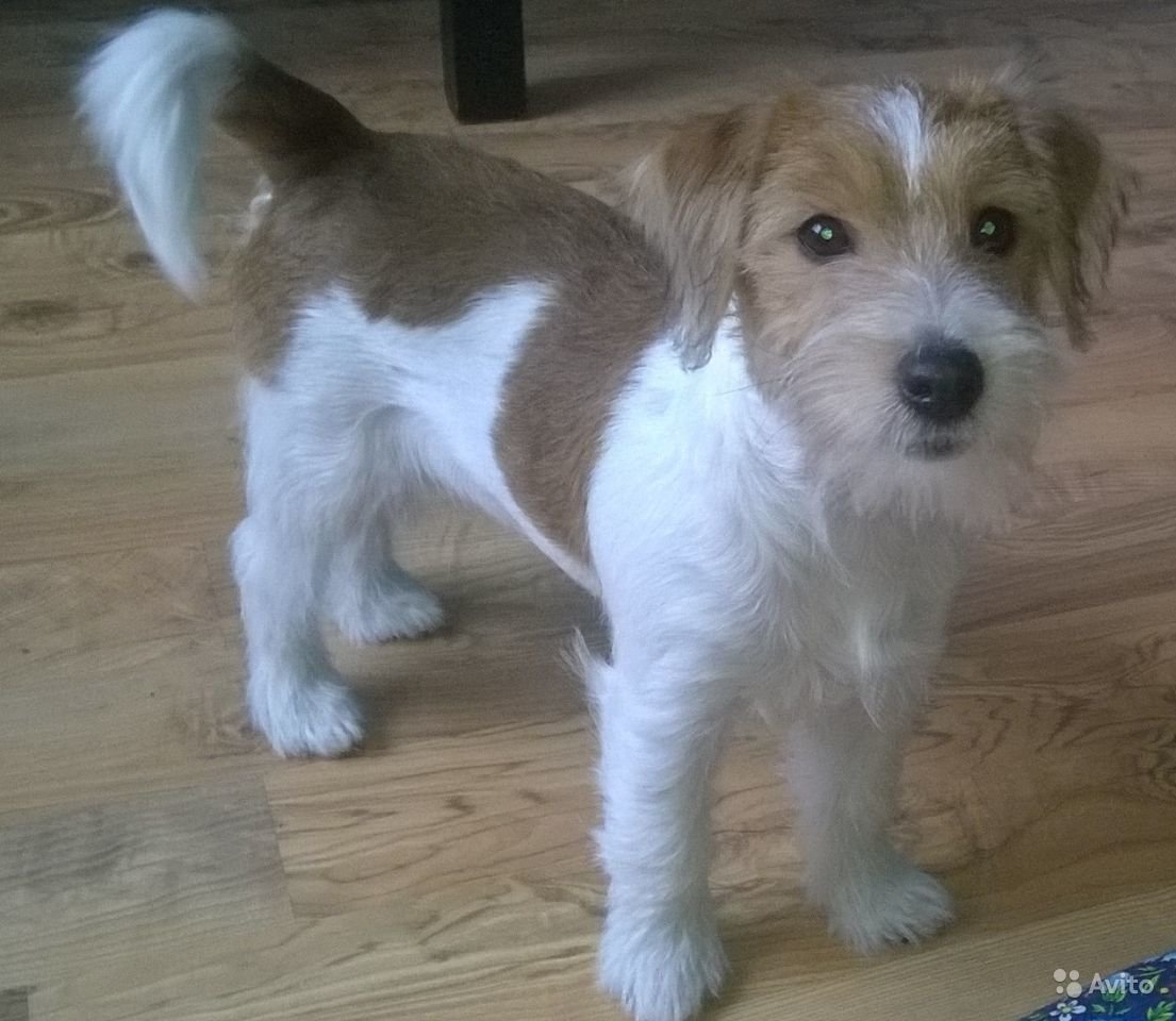 Джек-Рассел-терьер жесткошерстный