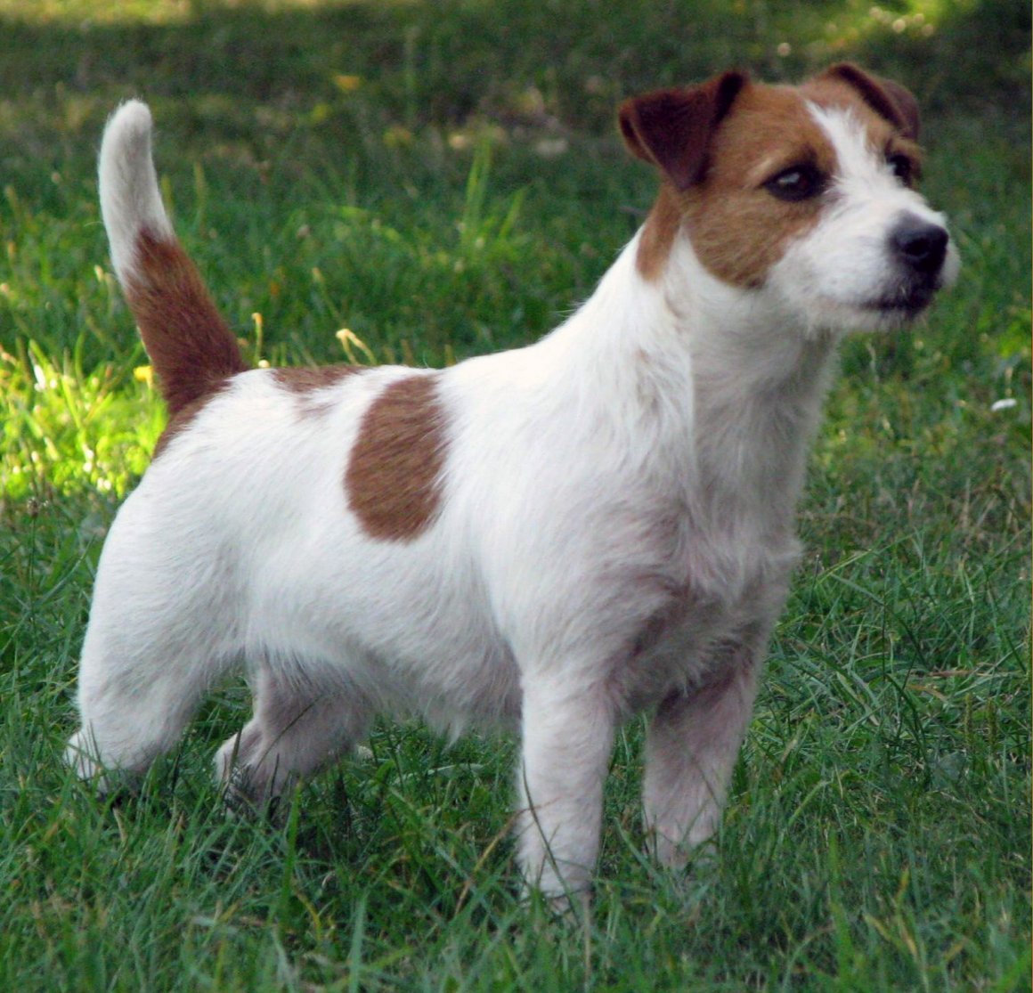 Брокен Рассел терьер