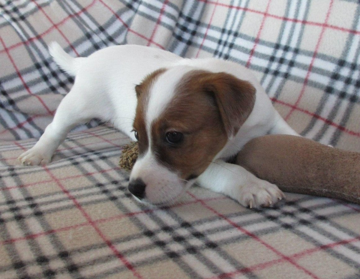 Джек Рассел Брокен