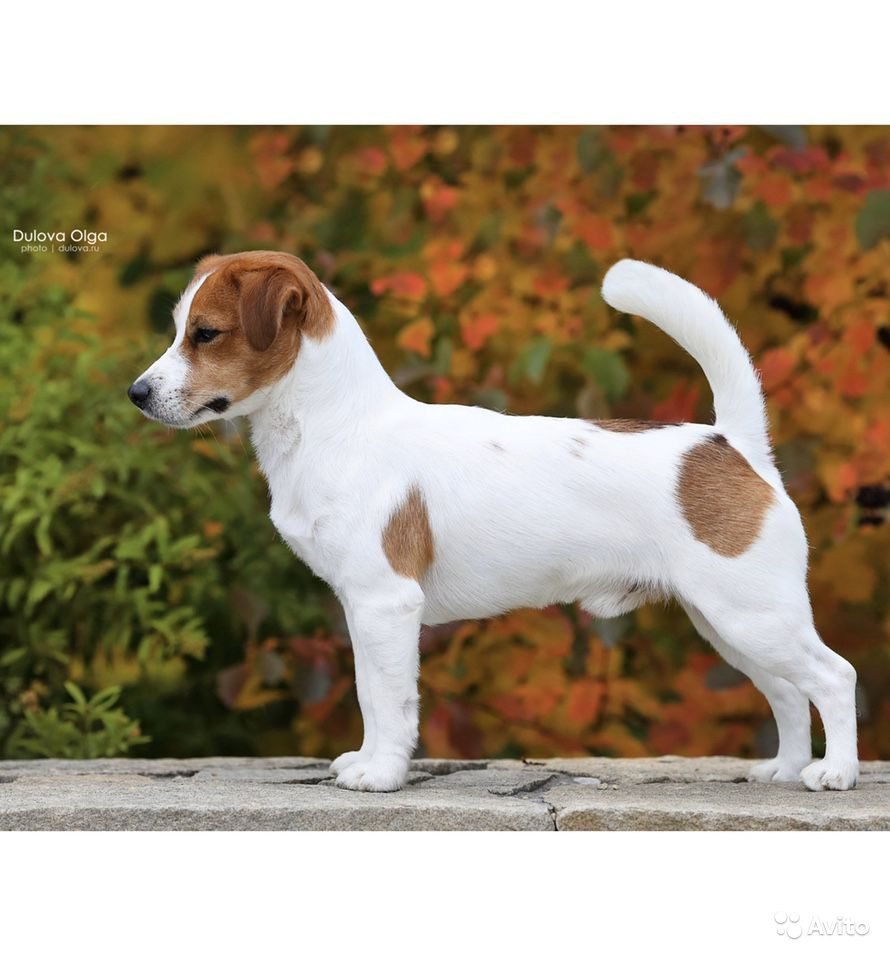 Парсон Рассел терьер Брокен