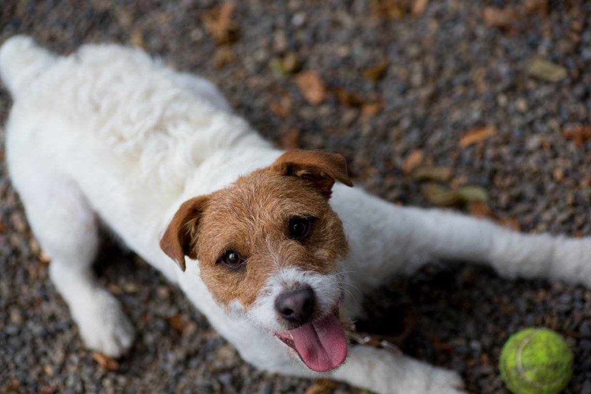 Джек-Рассел-терьер жесткошерстный