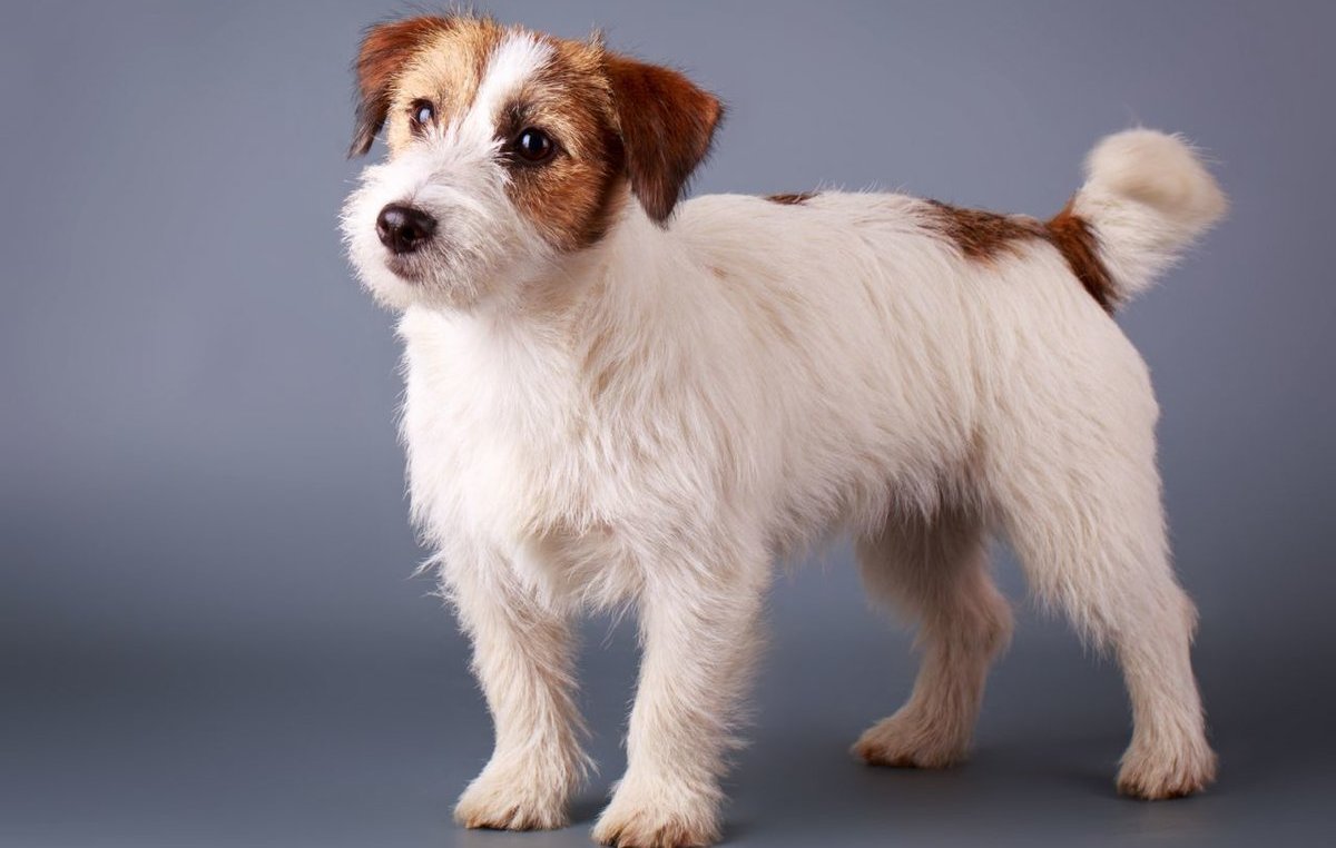 Джек-Рассел-терьер кудрявый