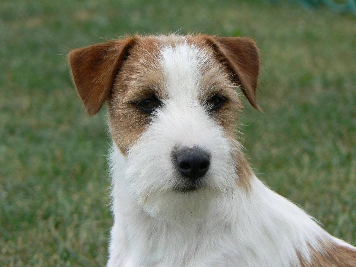 Джек Рассел Брокен щенок