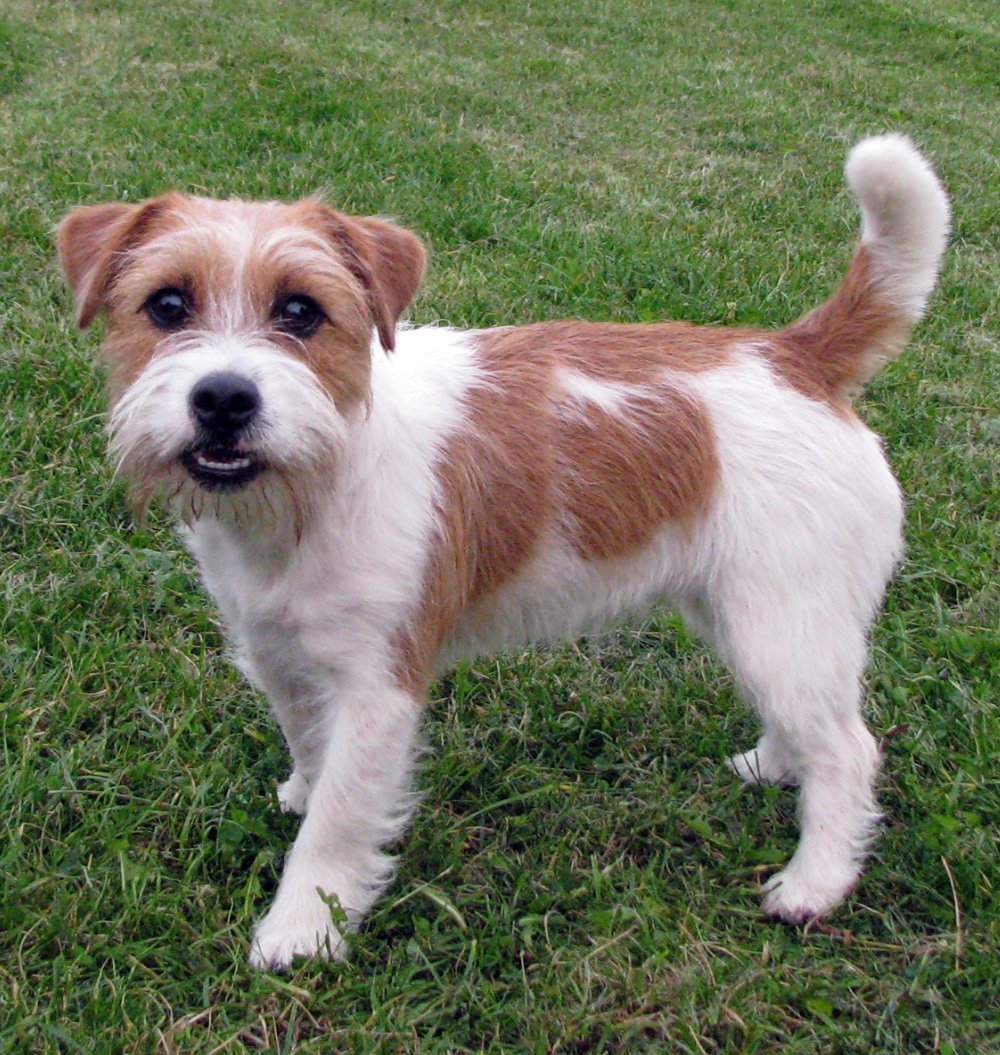 Джек Рассел терьер гладкошерстный