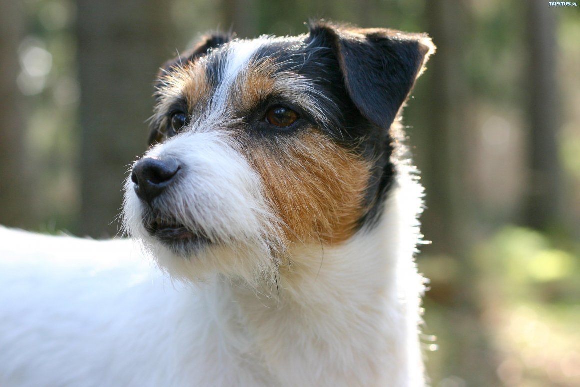 Джек Рассел терьер гладкошерстный