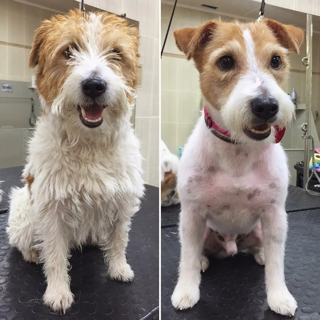 Презентация помёта Джек Рассел