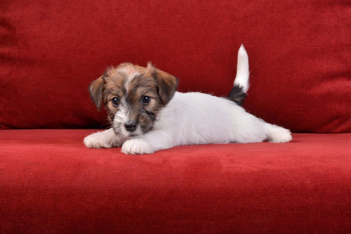 Джек Рассел Брокен