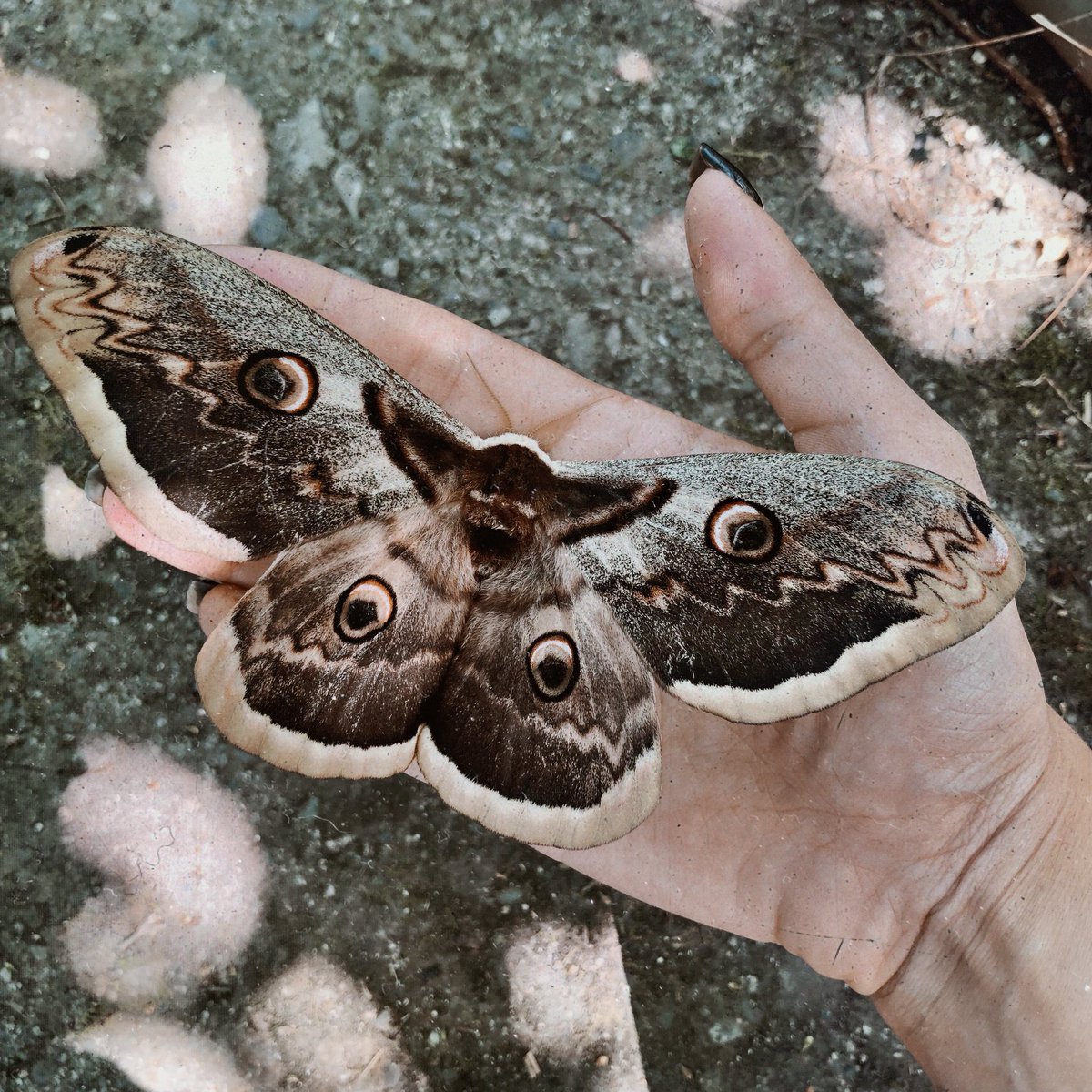 Гиалофора кекропия