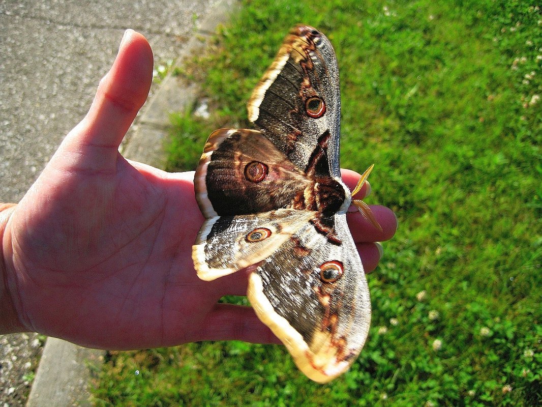 Бабочка Калиго(бабочка-Сова)