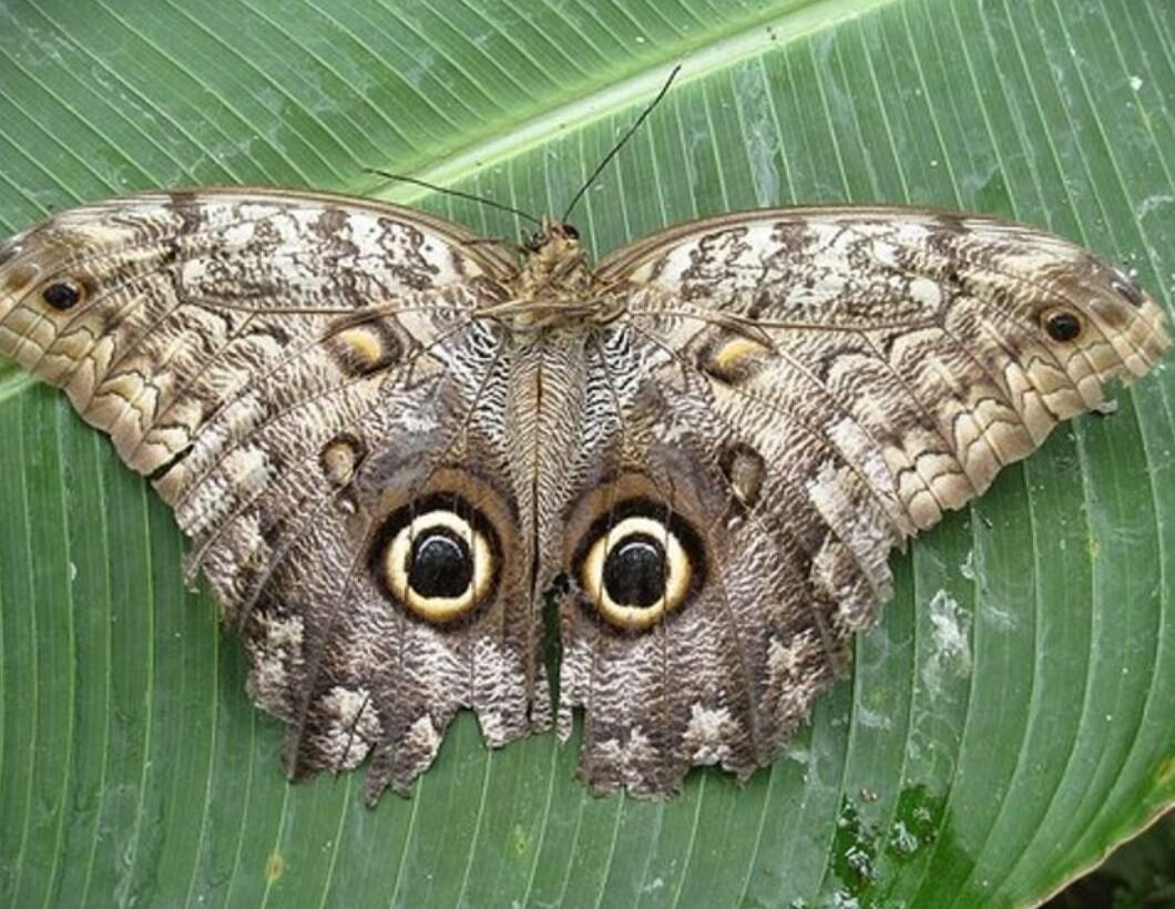 Бабочка Сова Калиго