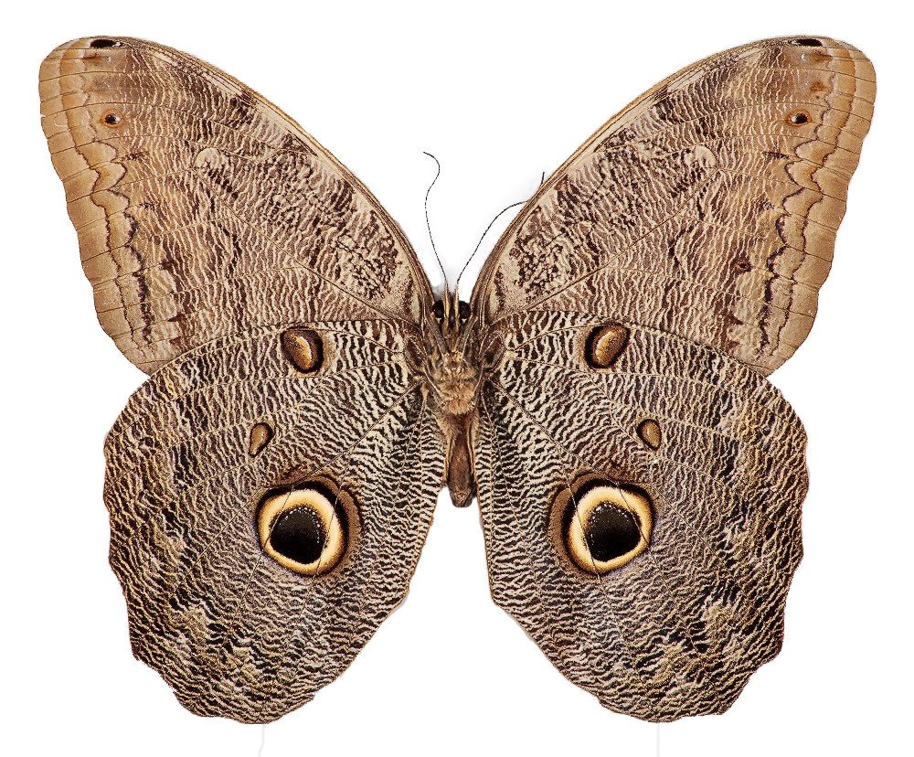 Caligo eurilochus бабочка