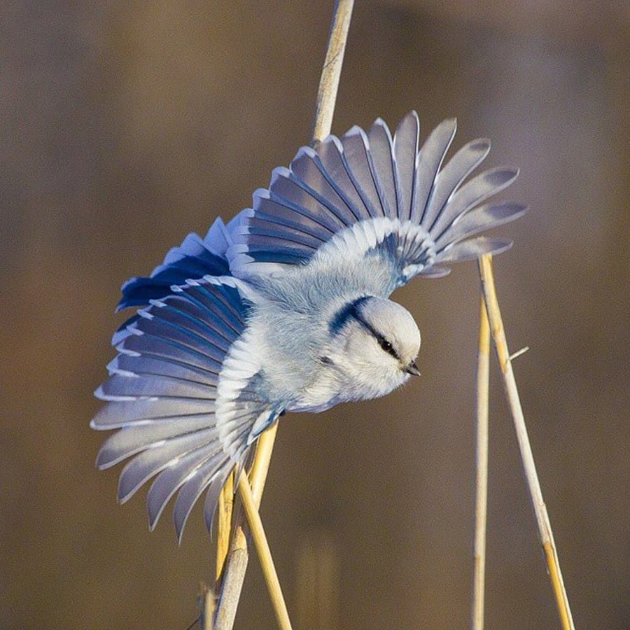 Лазоревка князек