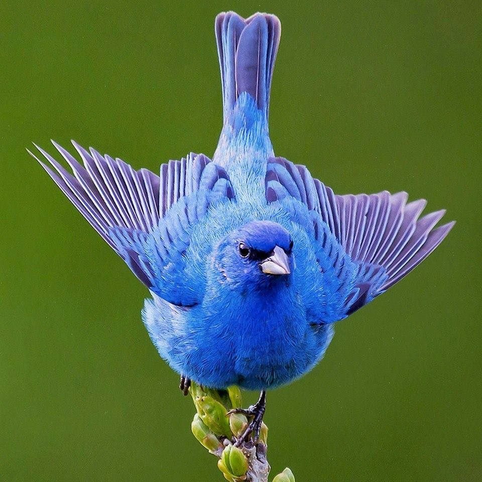 Красивые авы птицы