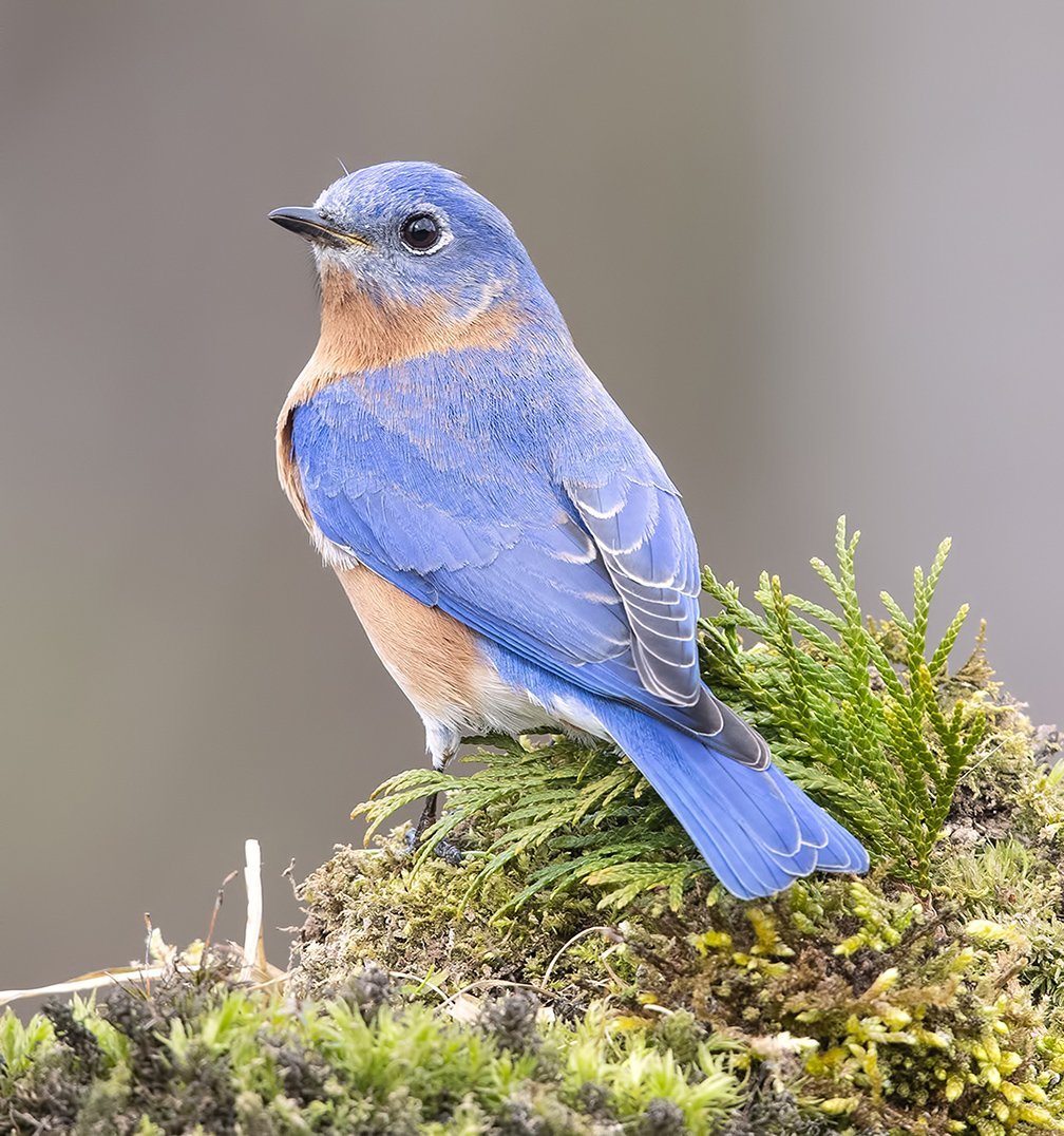 Сиалия Лазурная птица