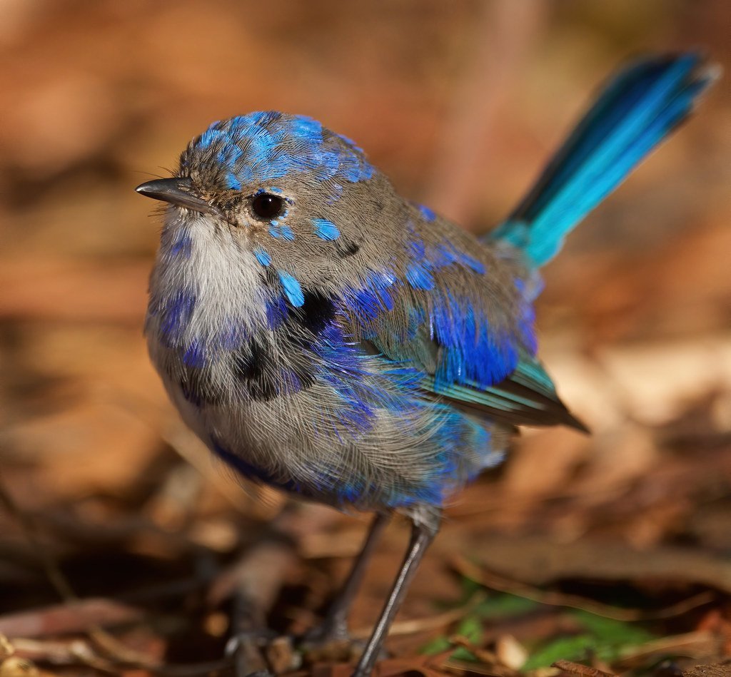 Краснокрылый расписной малюр