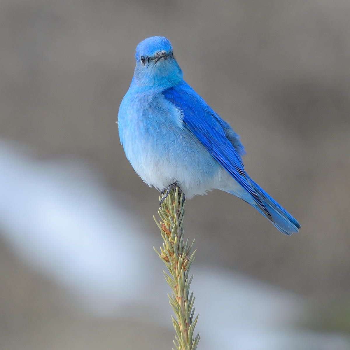 Животные бело-голубого цвета