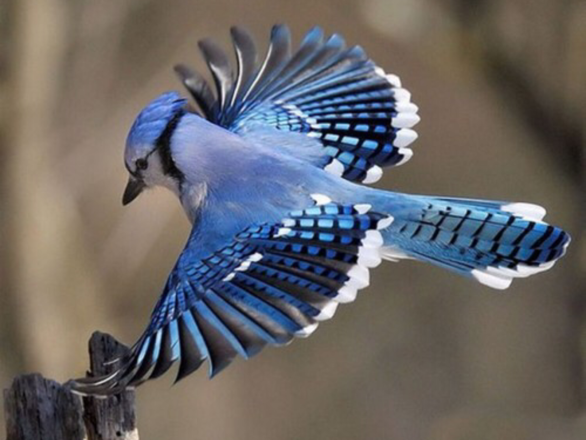 Сотка пересмешница птица