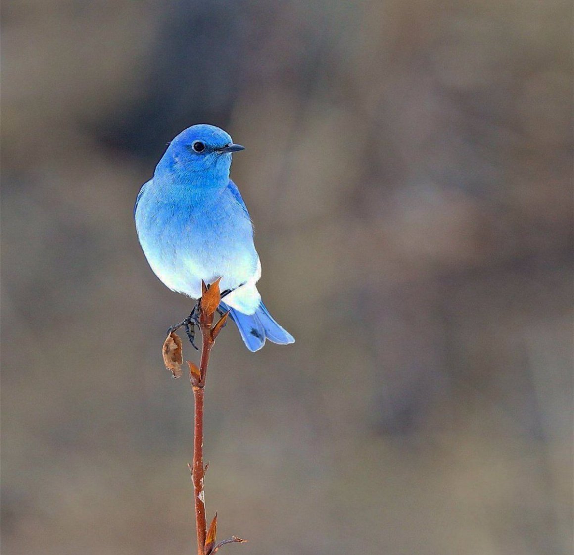 Сиалия птиц по фэншую
