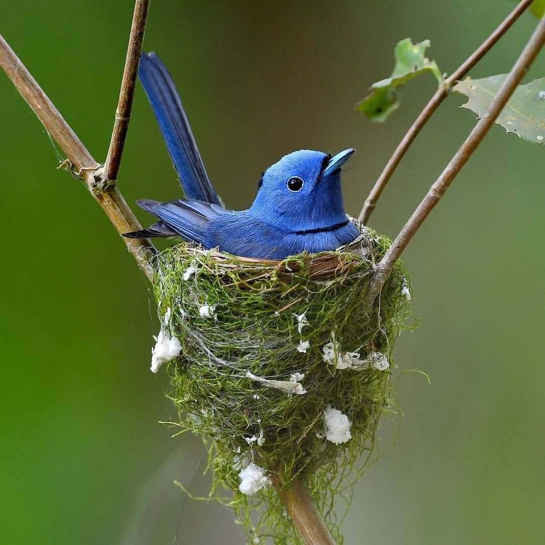 Черноголовый Монарх