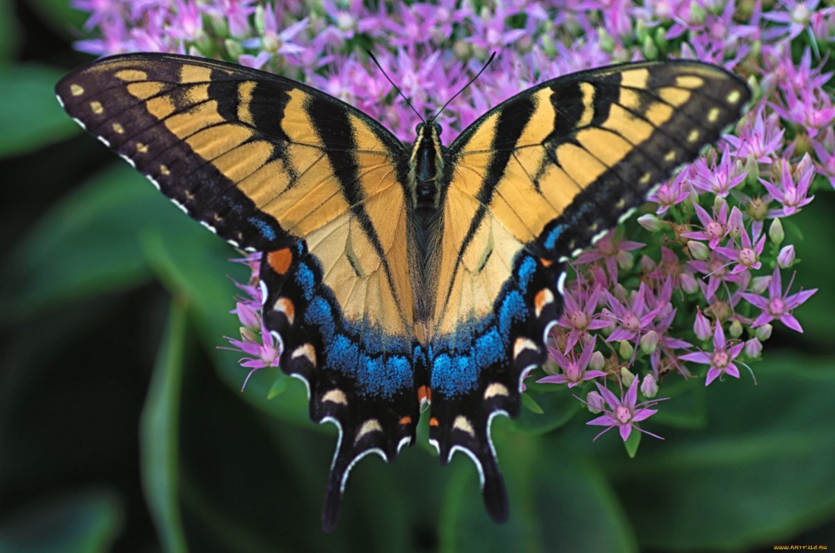 Eastern Tiger Swallowtail Butterfly, Papilio Glaucus