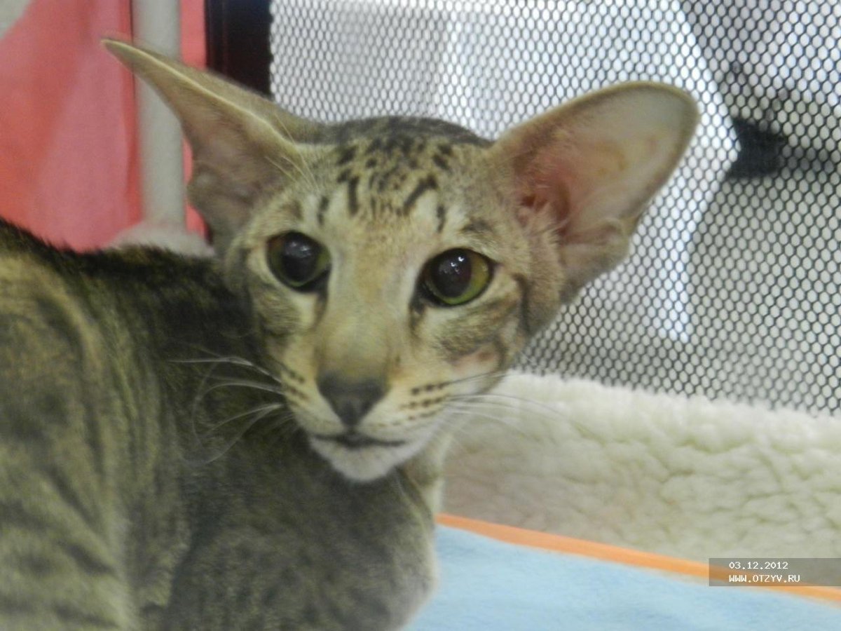 Донской сфинкс метис