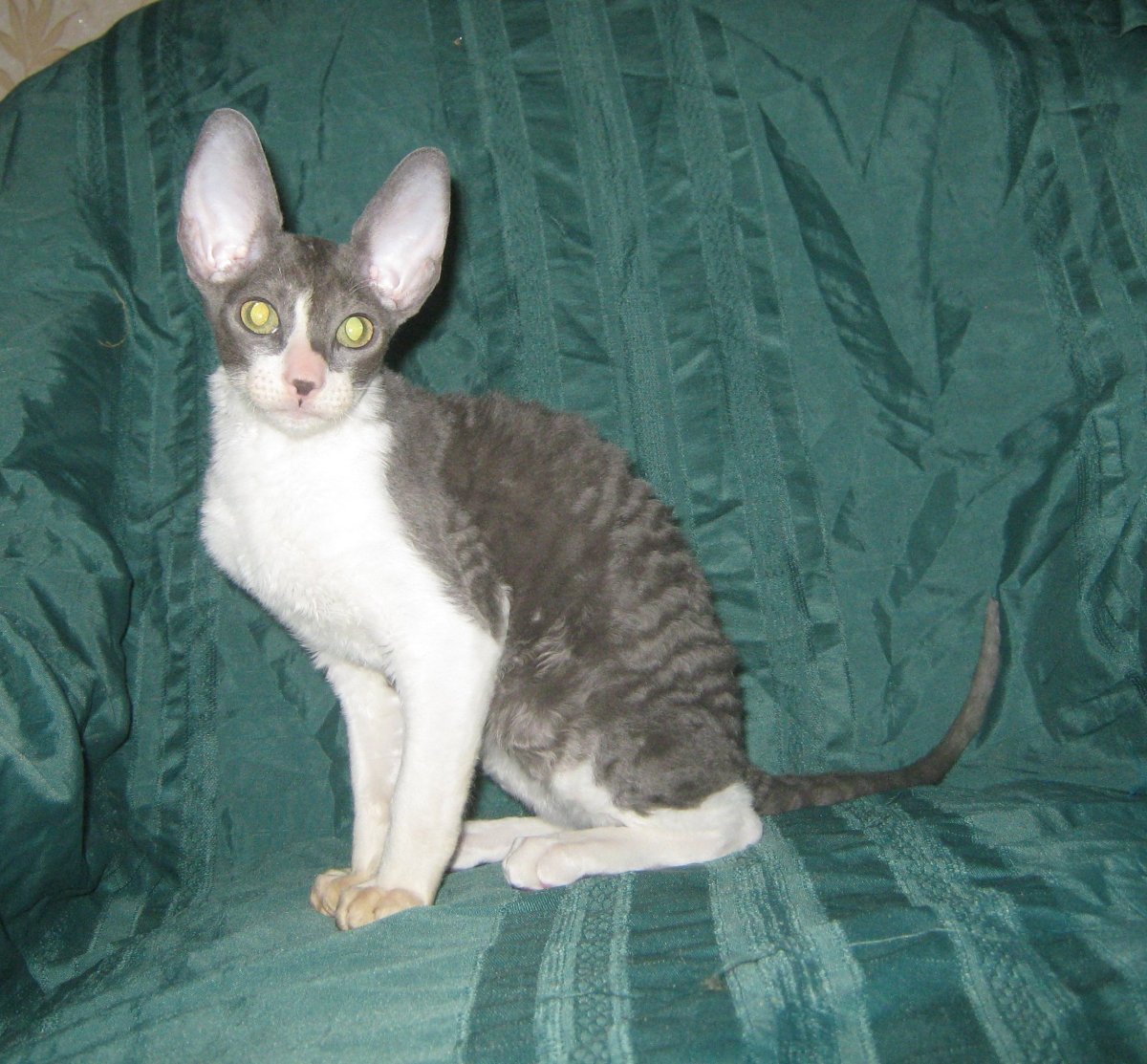 Смесь сфинкса и британца