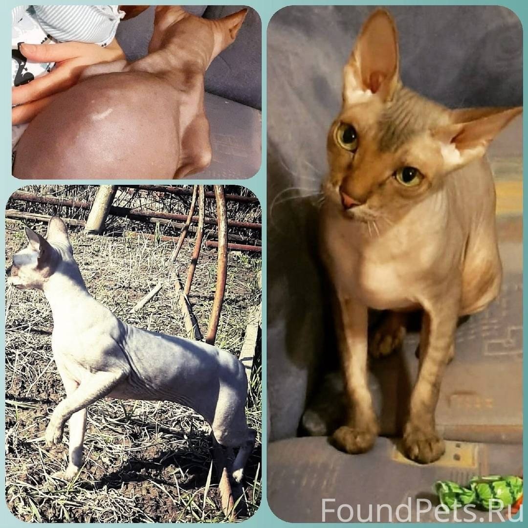 Сфинкс Корниш рекс белый