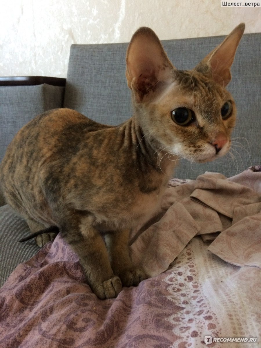 Метис Мейн куна и сфинкса