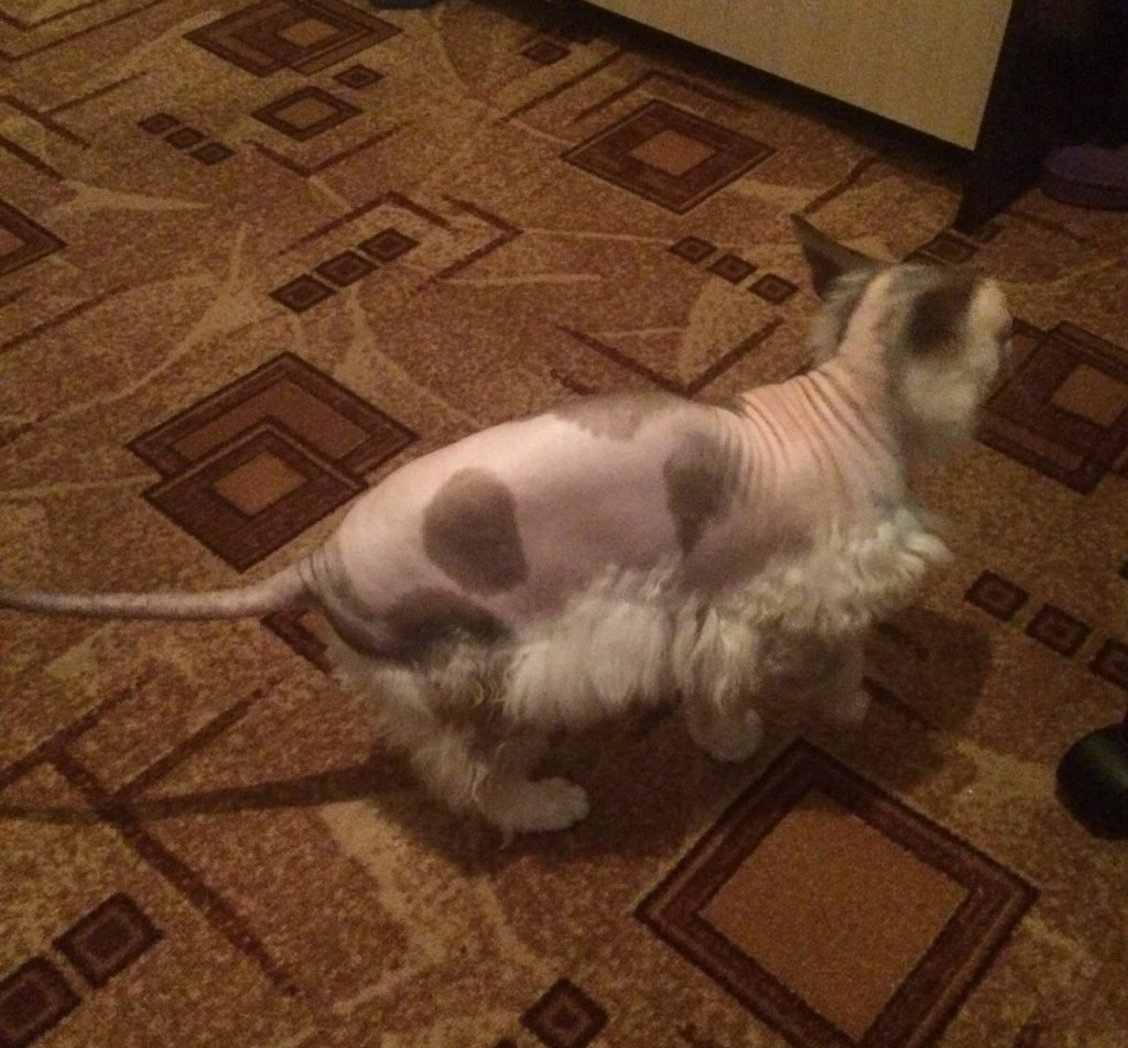 Метис сфинкса браш и обычной кошки